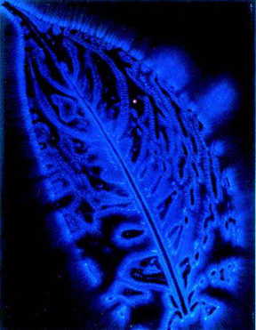 Kirlian photograph of a coin – C41 film